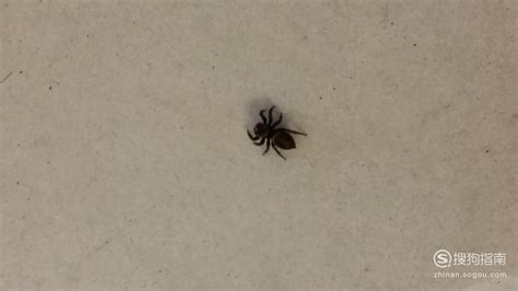 家里有小蜘蛛